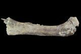 Hadrosaur Femur With Associate Crocodilian Tooth - Texas #88714-6